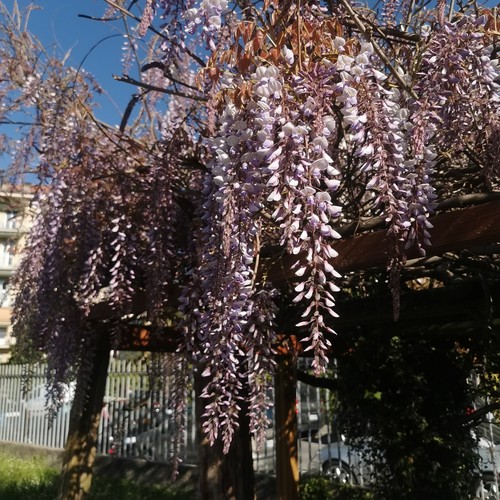 Semi freschi wisteria - 40,