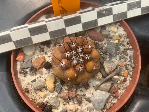 167 copiapoa cinerea - cinerea, wysiwyg