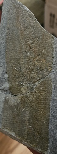 Spugna leptomitus lineatus - spugna,