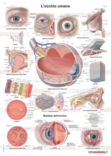 Poster anatomia umana - ,