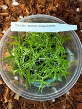 FIASCHETTA Tolumnia variegata