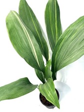 Aspidistra elatior Variegata  EXACT PLANT 22.10.02