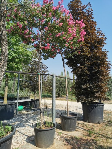Lagerstroemia indica rosa