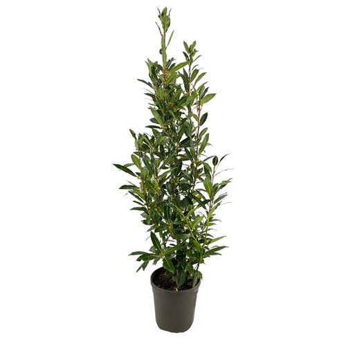 Pianta alloro siepe - pianta,