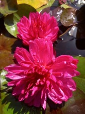 Ninfea FUXIA POM POM, rizoma