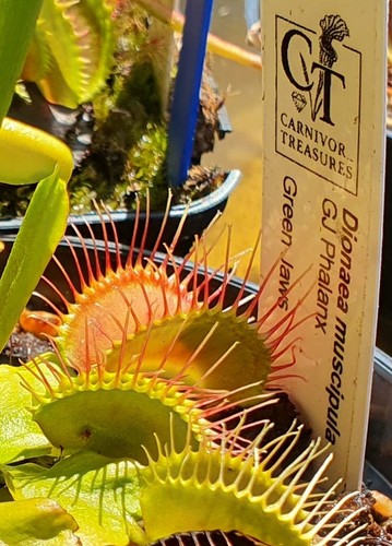 Dionaea muscipula phalanx - dionaea,