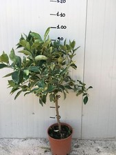 Pianta limone variegato - di,