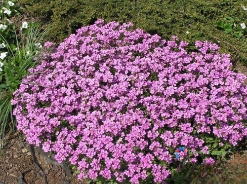 100 semi rosa thymus serpylum - semi,