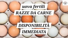 24 UOVA FERTILI RAZZE DA CARNE A SORPRESA 