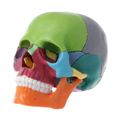 Teschio colorato smontato