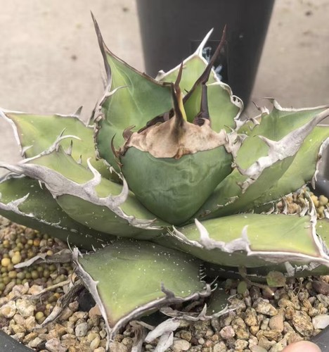 Rare cacti agave titanota - rare,