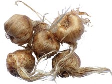 Crocus Sativus ou Safran -