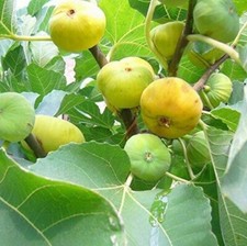 Fico bianco dell'Adriatico-5