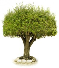 Albero virtuale