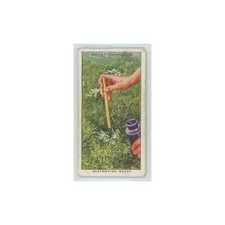 1923 Wills' Cigarettes Garden