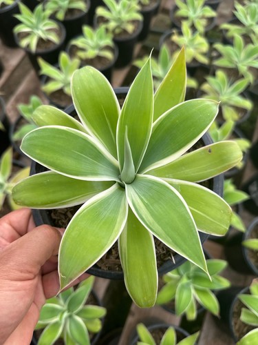 Medium plant agave - plant,