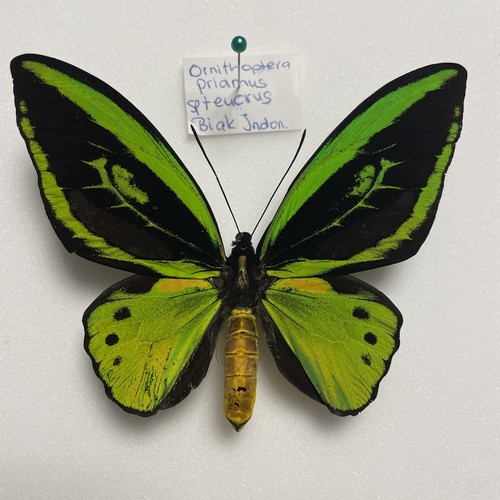 Entomologia*Ornitoptera