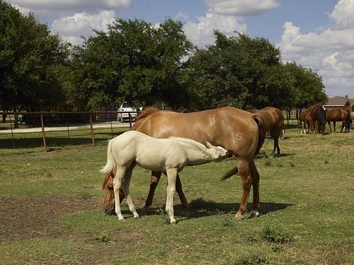 Foto venere texas cannon - foto:,