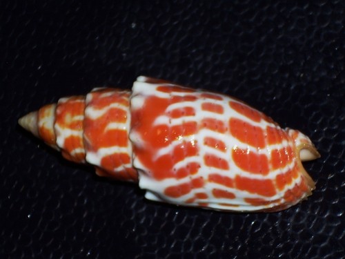 Mitra stictica intensive - mitra,