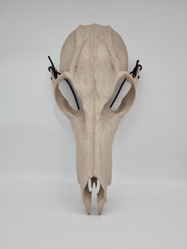 Maschera teschio wendigo - maschera,