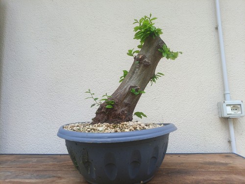 Bonsai carpino bianco - bonsai,