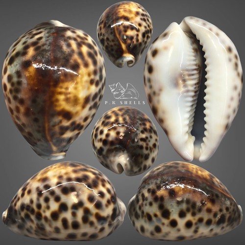 Cypraea tigris pardalis 1 - cypraea,