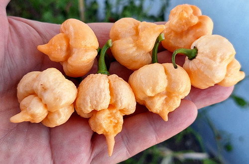 Semi peperoncino - 15,