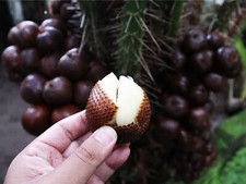 500 semi freschi frutto - 500++,
