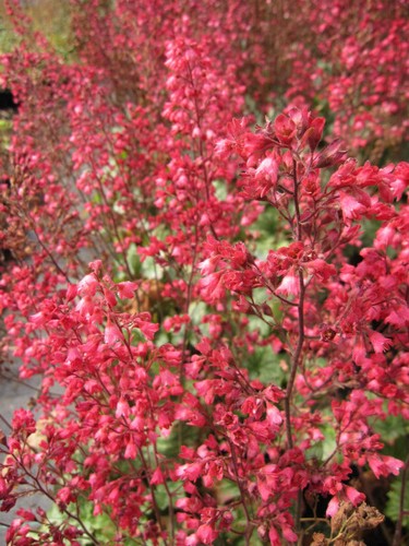 Heuchera cultorum paris - cultorum,