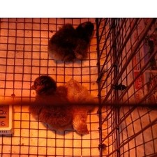 20 Uova FERTILI FECONDE di Gallina, Razze COCINCINA, WYANDOTTE e BARNEVELD nane