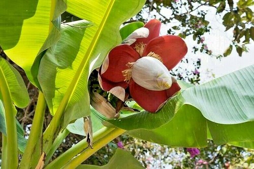 Banana piantaggine musa x - banana, ""musa