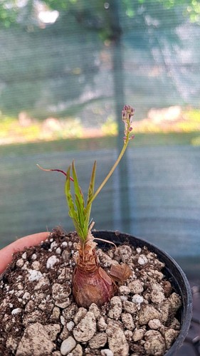Ledebouria crispa succulente