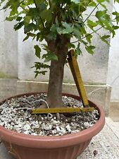 Pre bonsai Acero Burgerianum - ottimo nebari