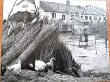 Vecchie foto n.13 “alluvione