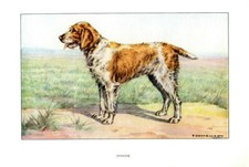 Stampa Antica CANE =SPINONE (19) = Primi del 900 = DOG Old Print