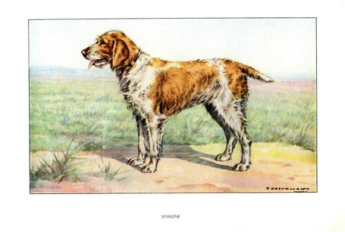 Incisione antica cane - incisione,