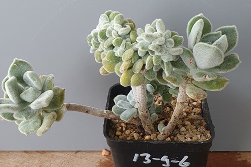 Echeveria pulvinata - , fa