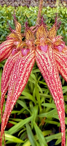 Bulbophyllum buckleberry - bulbophyllum, e.