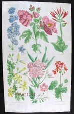 1757, ANTICA STAMPA COLLINA mano/colore GRANDE FOGLIO IBISCO E OLEANDRO UY5