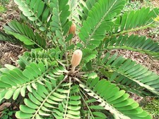 Palma cartone zamia - palma,