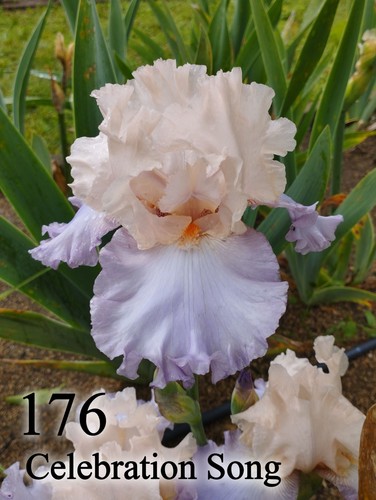 Rizoma iris germanica - rizoma,