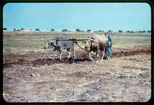 Egitto agricoltura aratura con - egitto,agricoltura,aratura,