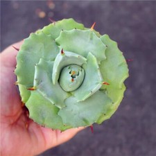 Pianta di Agave Succulenta 6CM