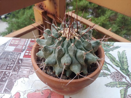 Black king thelocactus cactus - king,