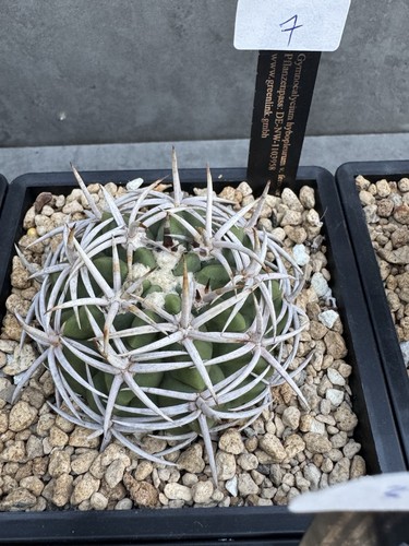 Gymnocalycium hybopleurum - , v