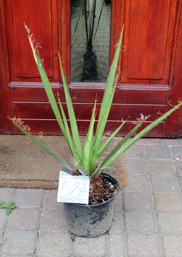Yucca faxoniana dal messico - yucca,