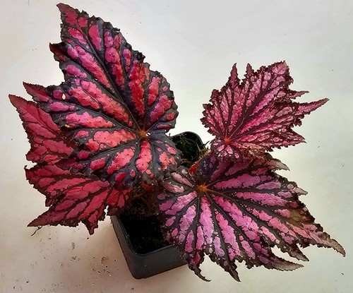 Begonia ibrida - begonia,