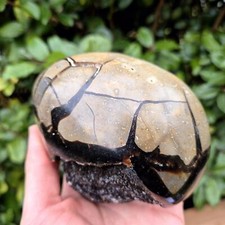 Septaria Nodule Poli/Cristallisé - Madagascar