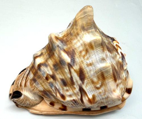 King helmet shell giant - king, –