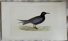 BLACK TERN MIGNATTINO MORRIS UCCELLI ORNITOLOGIA BIRDS BIRD ACQUARELLO 1870